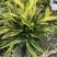 花叶良姜，彩叶姜基地，四川花叶良姜价格，成都花叶良姜批发