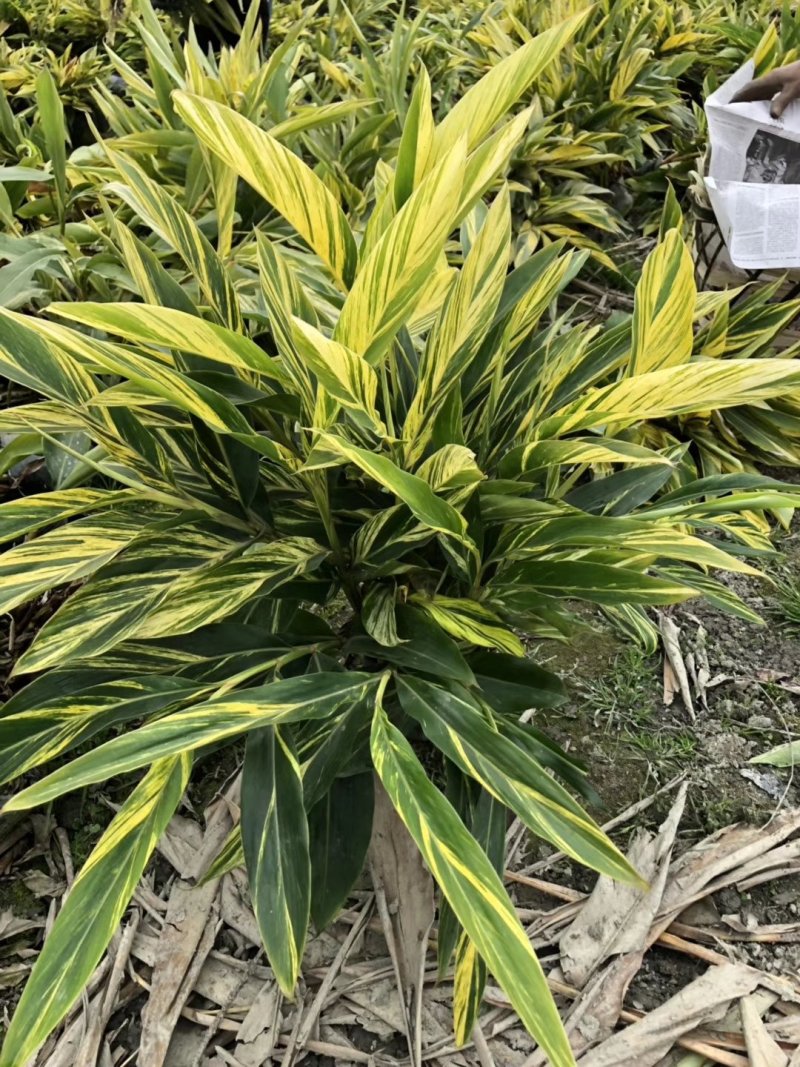 花叶良姜，彩叶姜基地，四川花叶良姜价格，成都花叶良姜批发