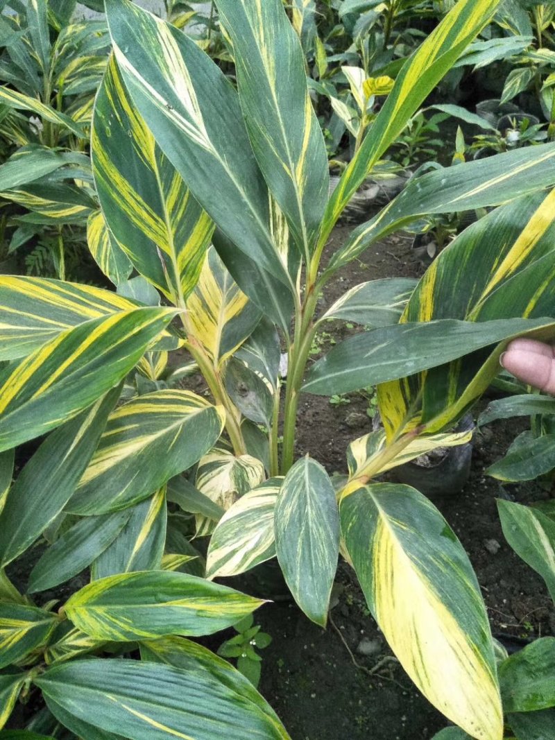 花叶良姜，彩叶姜基地，四川花叶良姜价格，成都花叶良姜批发