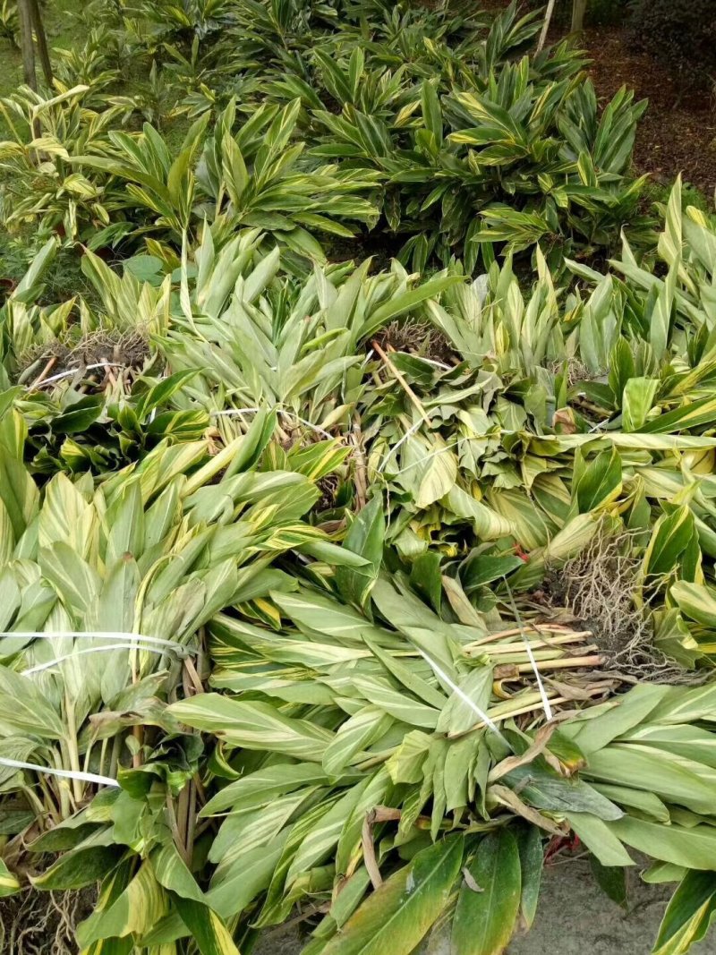 花叶良姜，彩叶姜基地，四川花叶良姜价格，成都花叶良姜批发