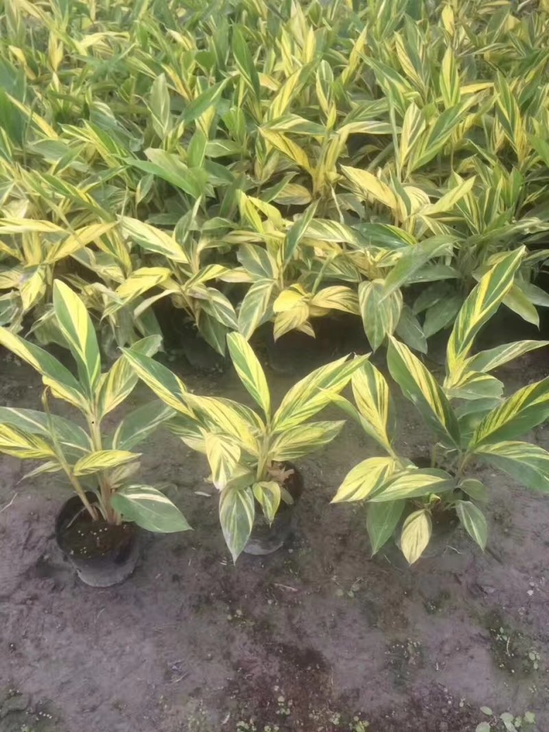 花叶良姜，彩叶姜基地，四川花叶良姜价格，成都花叶良姜批发