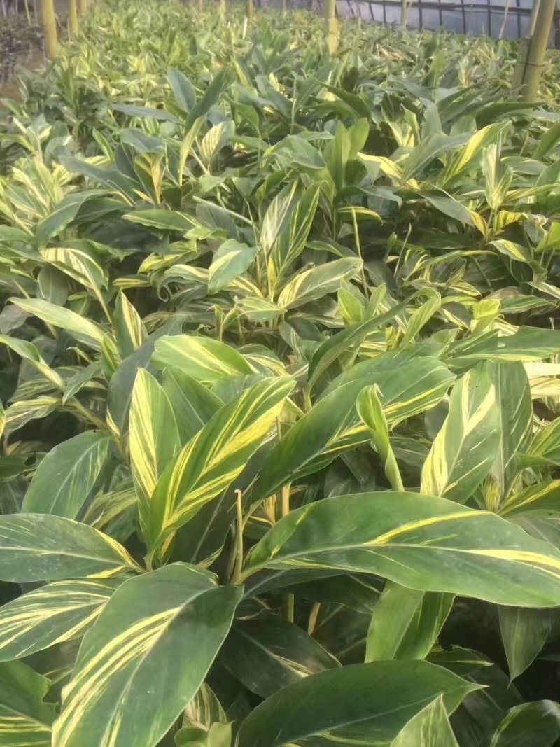 花叶良姜，彩叶姜基地，四川花叶良姜价格，成都花叶良姜批发