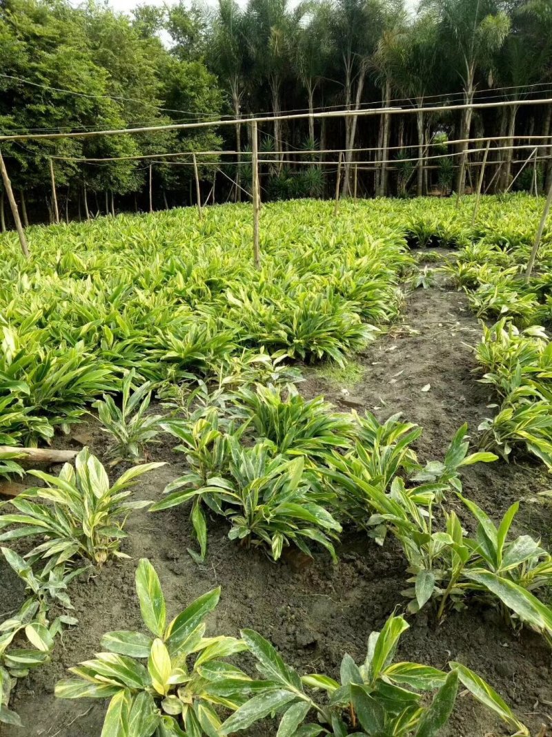 花叶良姜，彩叶姜基地，四川花叶良姜价格，成都花叶良姜批发