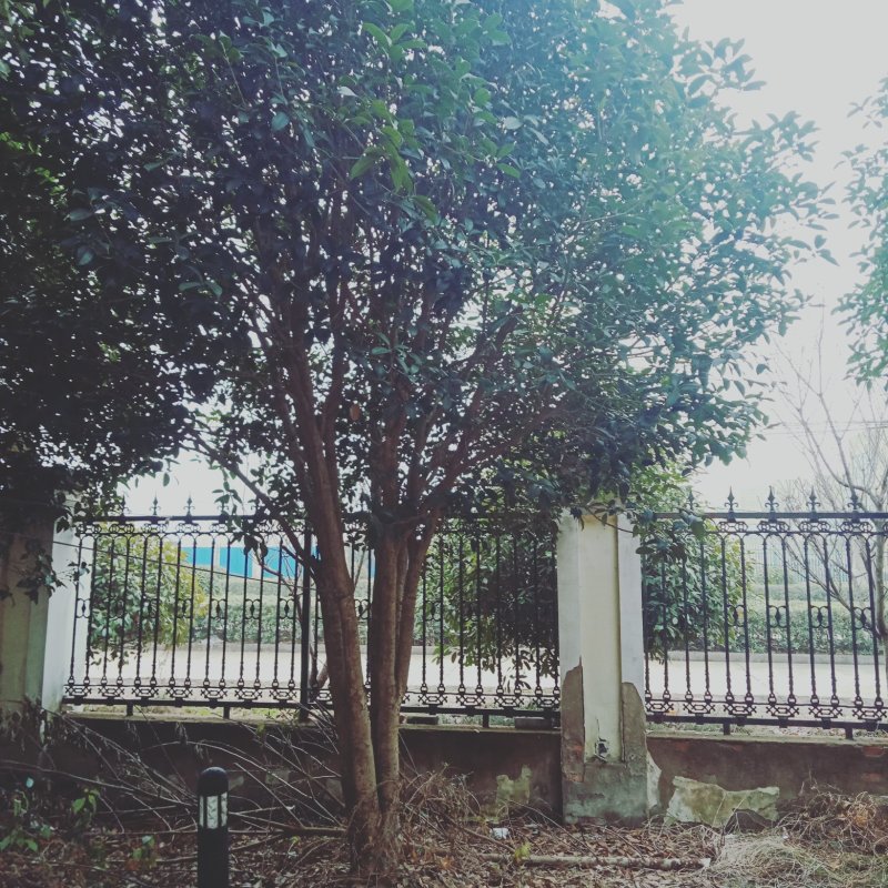 金桂树