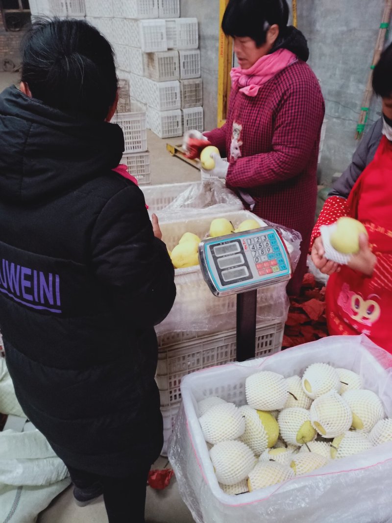 赵县雪花梨产地直发量大从优保质保量专业专注代办
