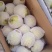 赵县雪花梨产地直发量大从优保质保量专业专注代办