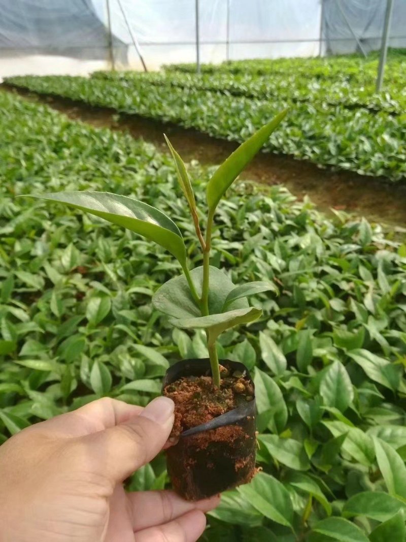 黑老虎布福娜果树苗黑老虎果苗布福娜果苗营养杯发货