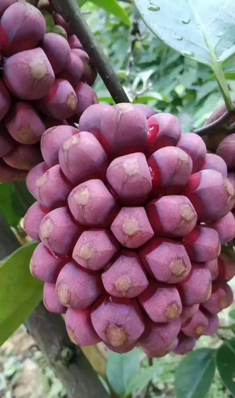黑老虎布福娜果树苗黑老虎果苗布福娜果苗营养杯发货