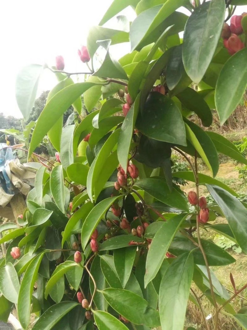 黑老虎布福娜果树苗黑老虎果苗布福娜果苗营养杯发货
