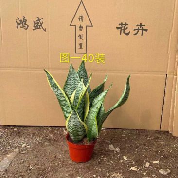 小盆短叶虎皮兰