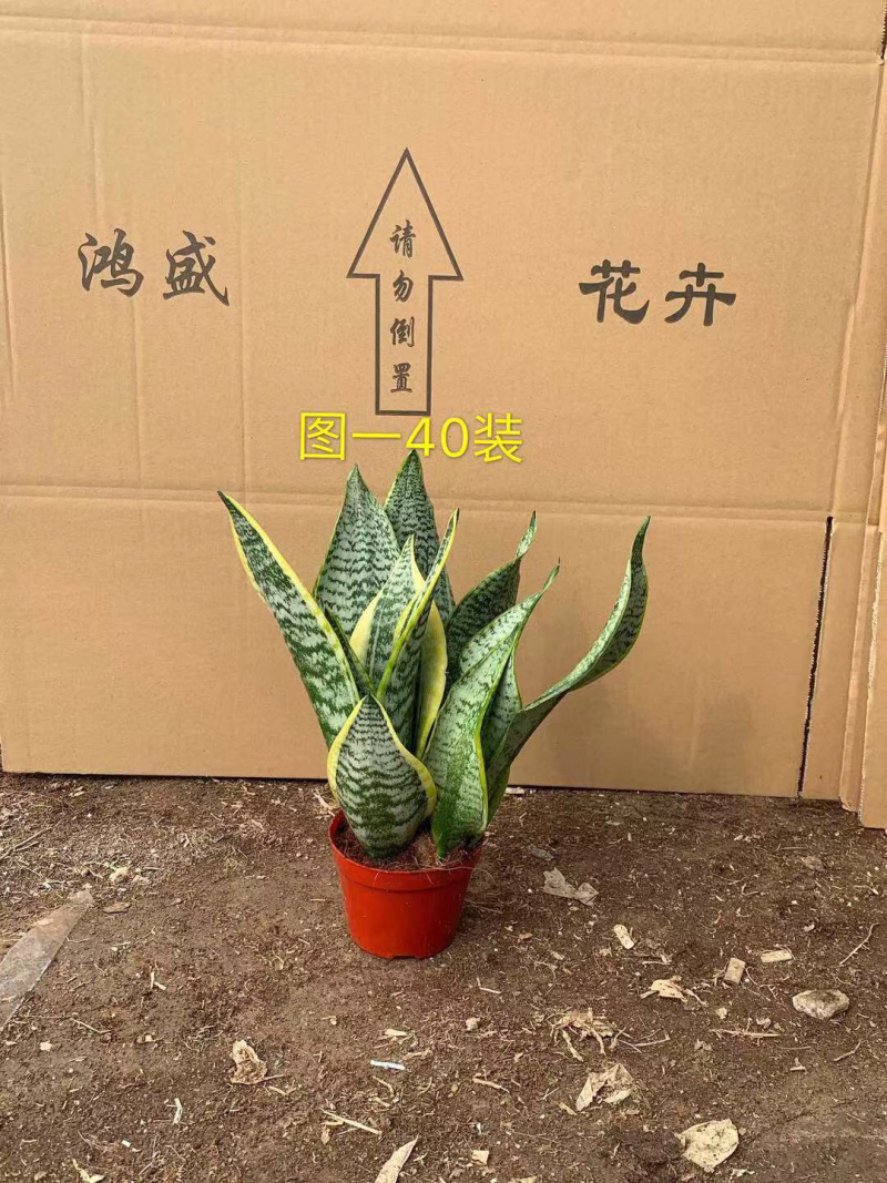 小盆短叶虎皮兰