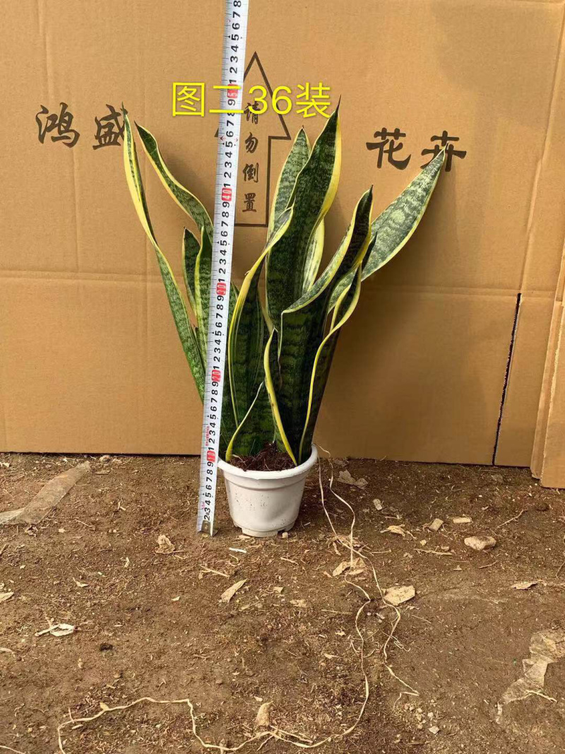虎皮兰