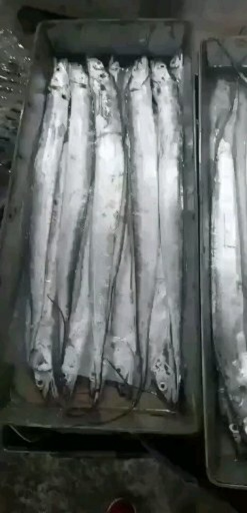 舟山精品带鱼