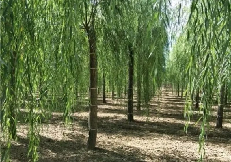 垂柳苗黄皮柳张势快2年可以长到8公分左右粗度欢迎选购