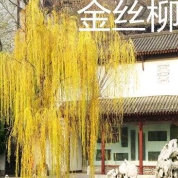 垂柳苗黄皮柳张势快2年可以长到8公分左右粗度欢迎选购