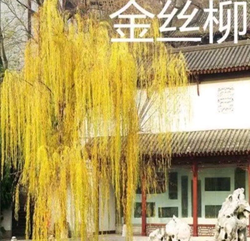 垂柳苗黄皮柳张势快2年可以长到8公分左右粗度欢迎选购