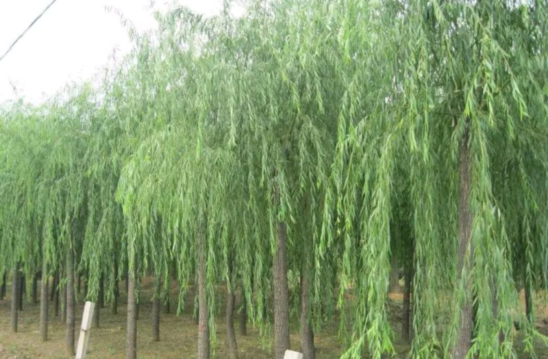 垂柳苗黄皮柳张势快2年可以长到8公分左右粗度欢迎选购