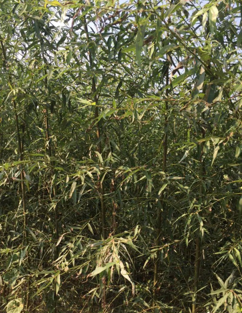 垂柳苗黄皮柳张势快2年可以长到8公分左右粗度欢迎选购