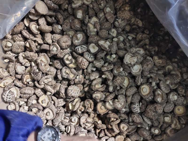 2023产地一手货源精品茶花菇干香菇肉厚型好
