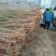 毛桃树苗2米左右，0.8-2公分以上统货，货源充足