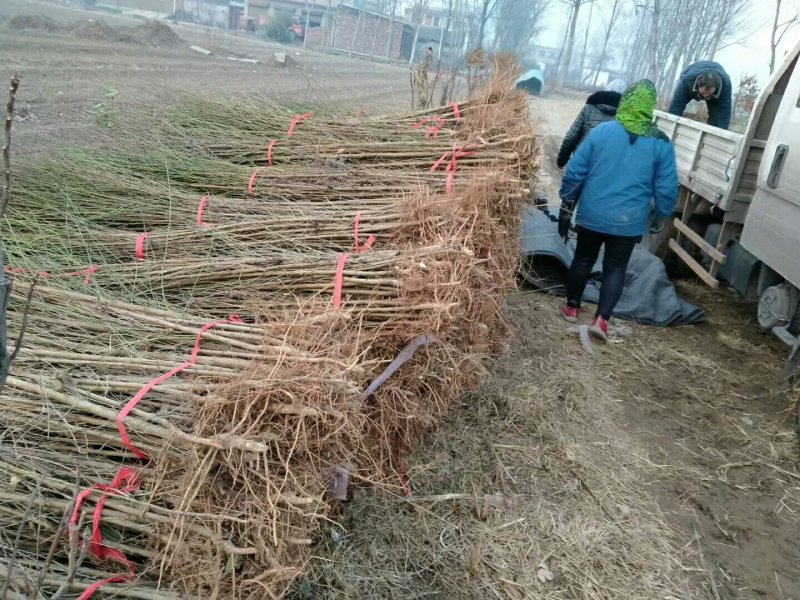 毛桃树苗2米左右，0.8-2公分以上统货，货源充足