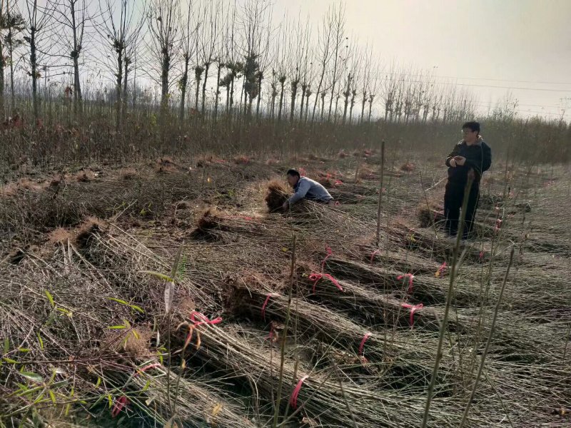 毛桃树苗2米左右，0.8-2公分以上统货，货源充足
