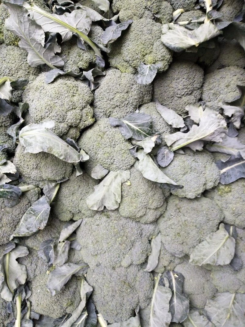 西兰花基地供应，质量好价格美丽，有收购的朋友联系我