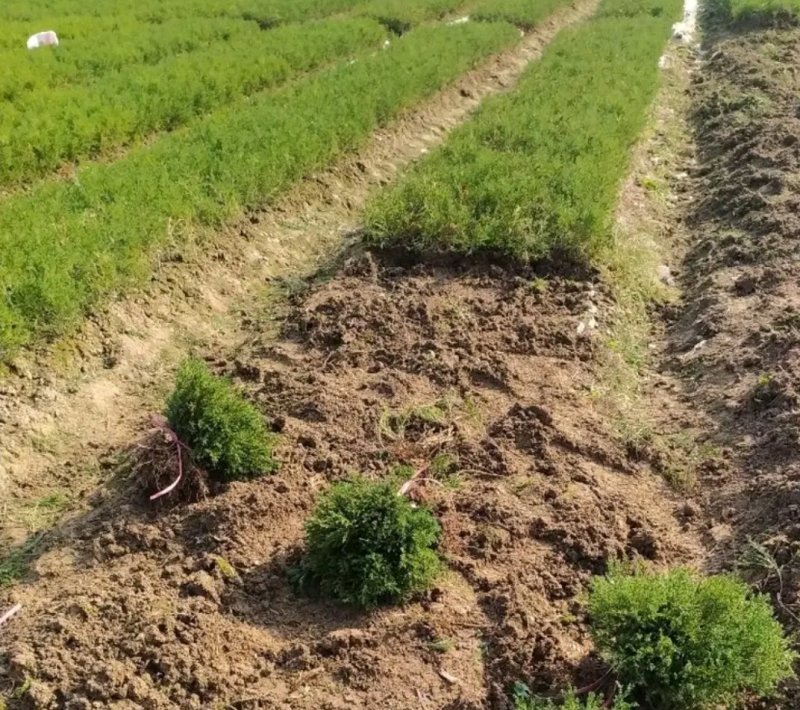 塔柏苗蜀桧苗包品种放心苗自家苗圃供应，欢迎选购