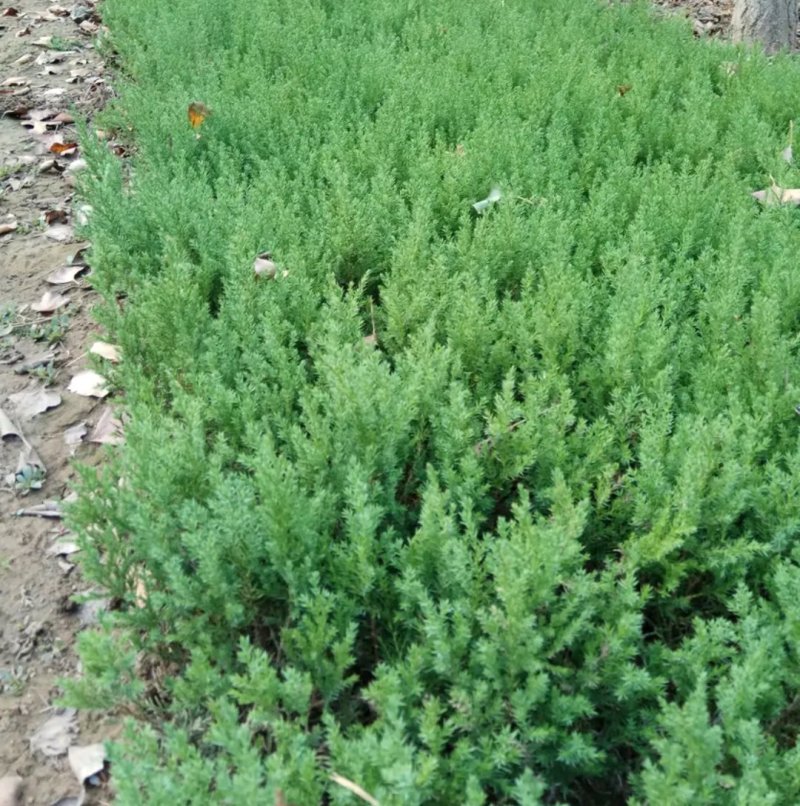 塔柏苗蜀桧苗包品种放心苗自家苗圃供应，欢迎选购