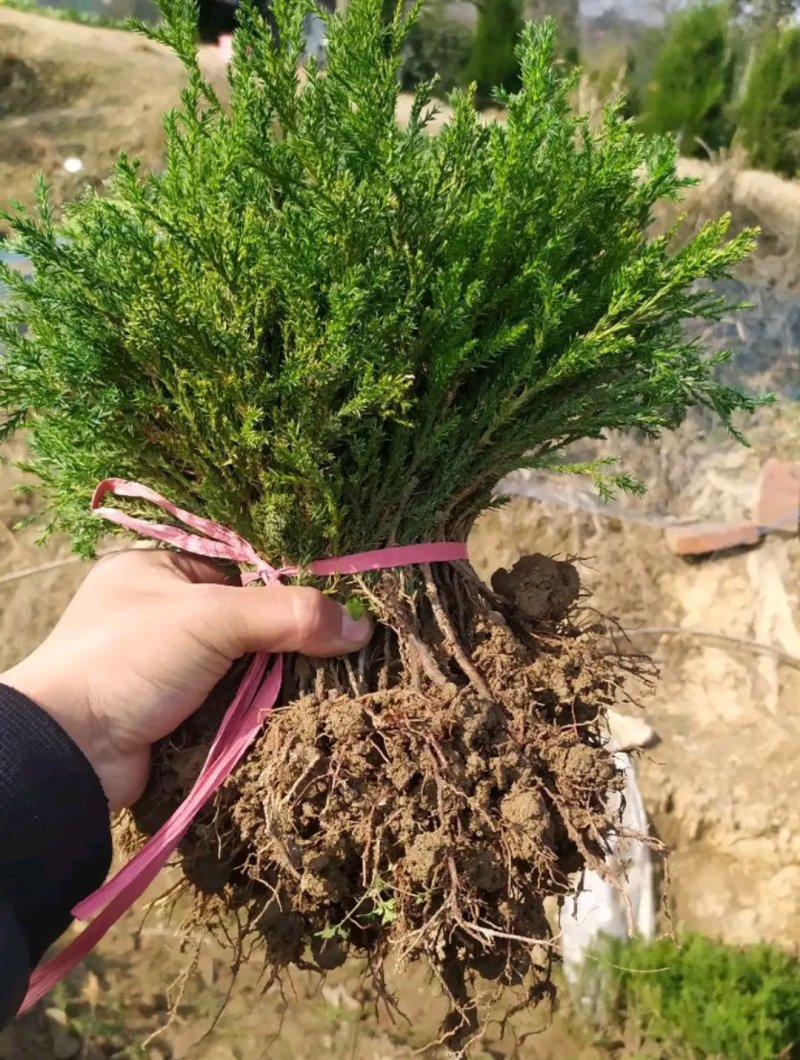 塔柏苗蜀桧苗包品种放心苗自家苗圃供应，欢迎选购