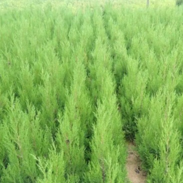 塔柏苗蜀桧苗包品种放心苗自家苗圃供应，欢迎选购