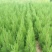 塔柏苗蜀桧苗包品种放心苗自家苗圃供应，欢迎选购