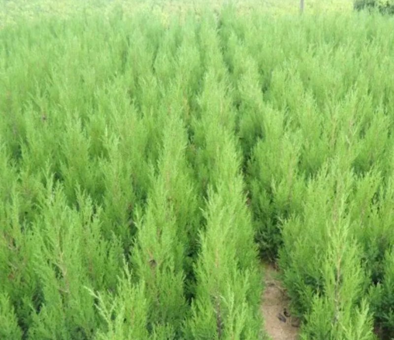 塔柏苗蜀桧苗包品种放心苗自家苗圃供应，欢迎选购