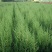 塔柏苗蜀桧苗包品种放心苗自家苗圃供应，欢迎选购