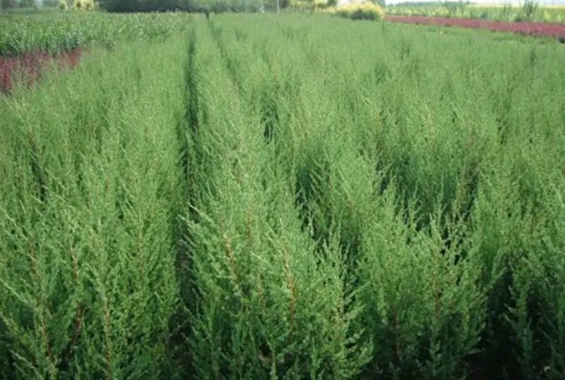 塔柏苗蜀桧苗包品种放心苗自家苗圃供应，欢迎选购