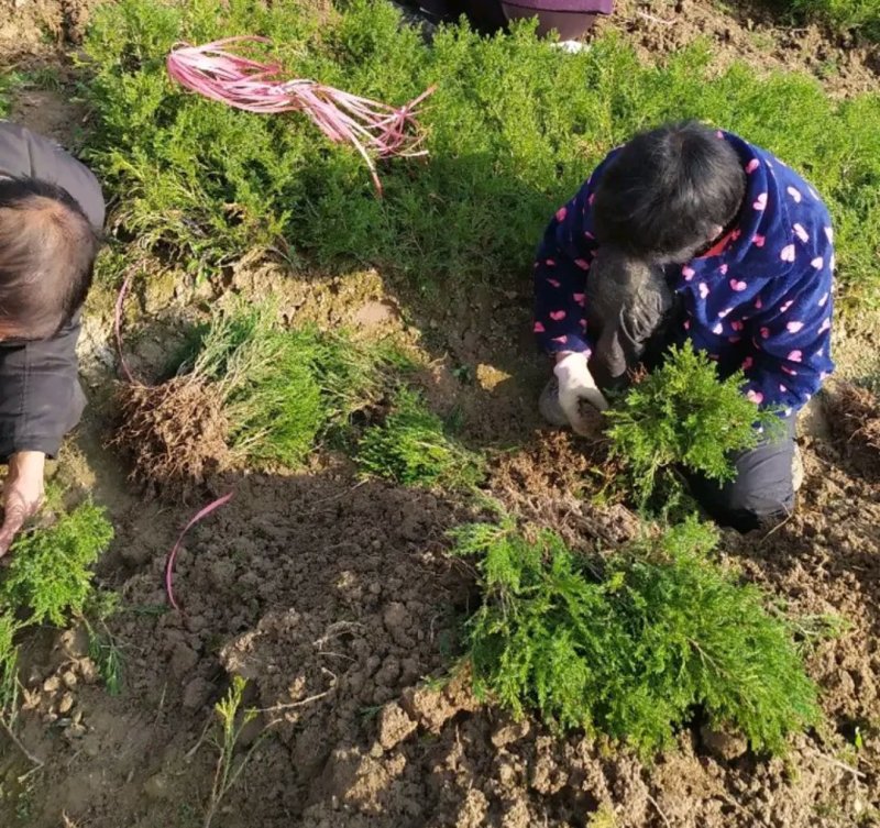 塔柏苗蜀桧苗包品种放心苗自家苗圃供应，欢迎选购