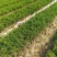 塔柏苗蜀桧苗包品种放心苗自家苗圃供应，欢迎选购