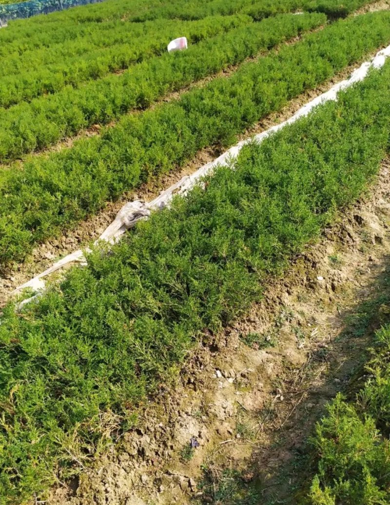 塔柏苗蜀桧苗包品种放心苗自家苗圃供应，欢迎选购