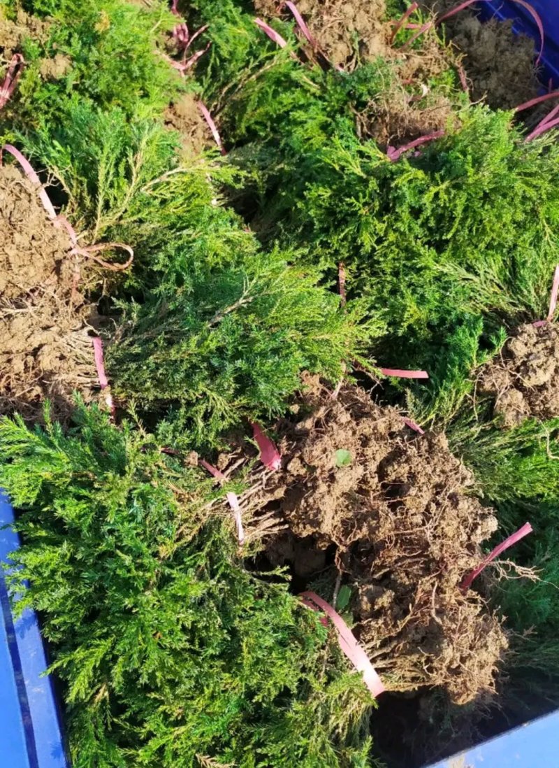 塔柏苗蜀桧苗包品种放心苗自家苗圃供应，欢迎选购