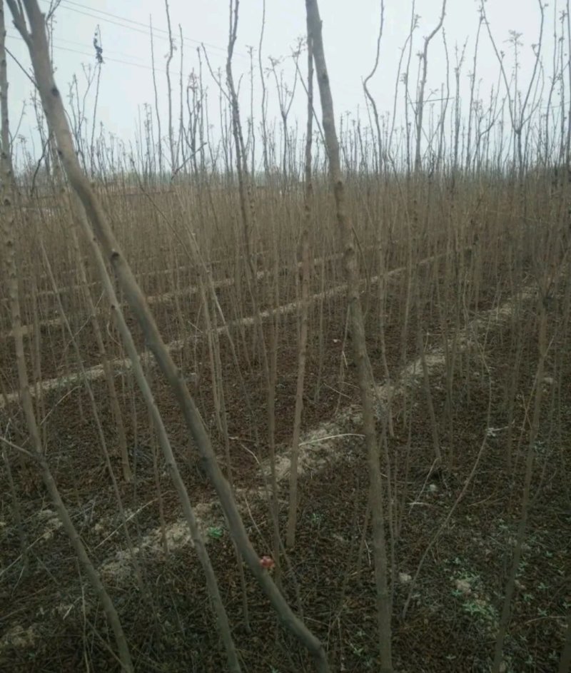 栾树粗度3厘米处理行道树南方北方都可以栽植耐寒