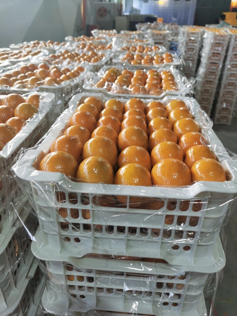塑料水果筐，高品质一次性水果筐，