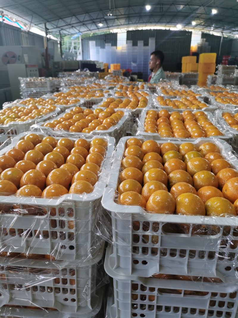 塑料水果筐，高品质一次性水果筐，