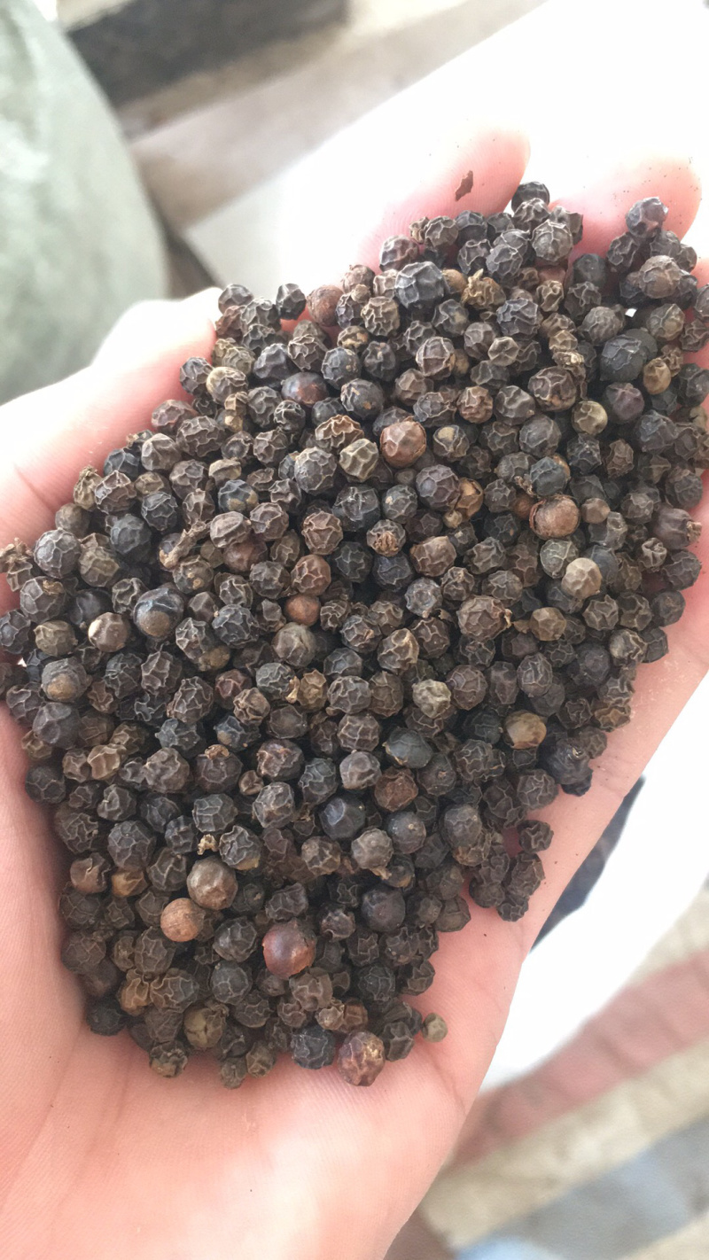 黑胡椒干净无杂质味道香浓批发零售均可