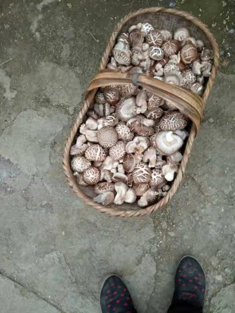 一级干花菇