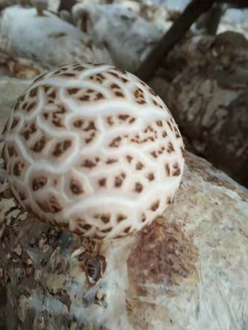 一级干花菇