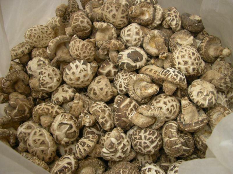 一级干花菇