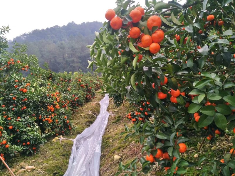 广西梧州藤县太平，古龙，平福，正宗砂糖桔，红度好，甜度好