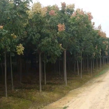 栾树粗度3厘米处理行道树南方北方都可以栽植耐寒