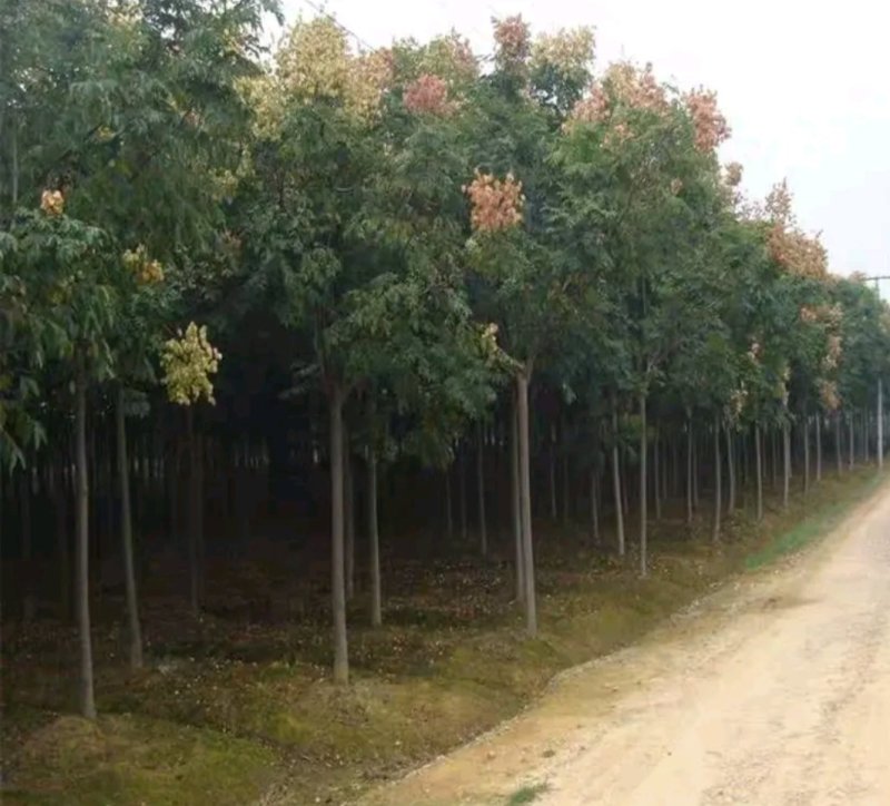 栾树粗度3厘米处理行道树南方北方都可以栽植耐寒