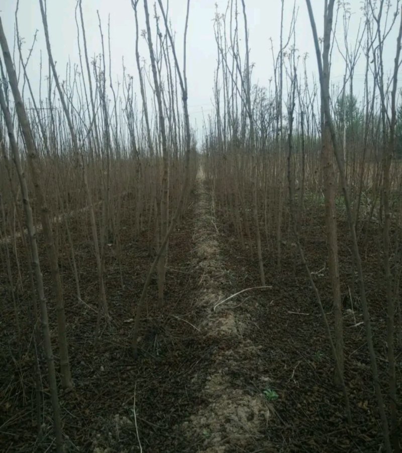 栾树苗处理占地苗南方北方都可以栽植耐寒